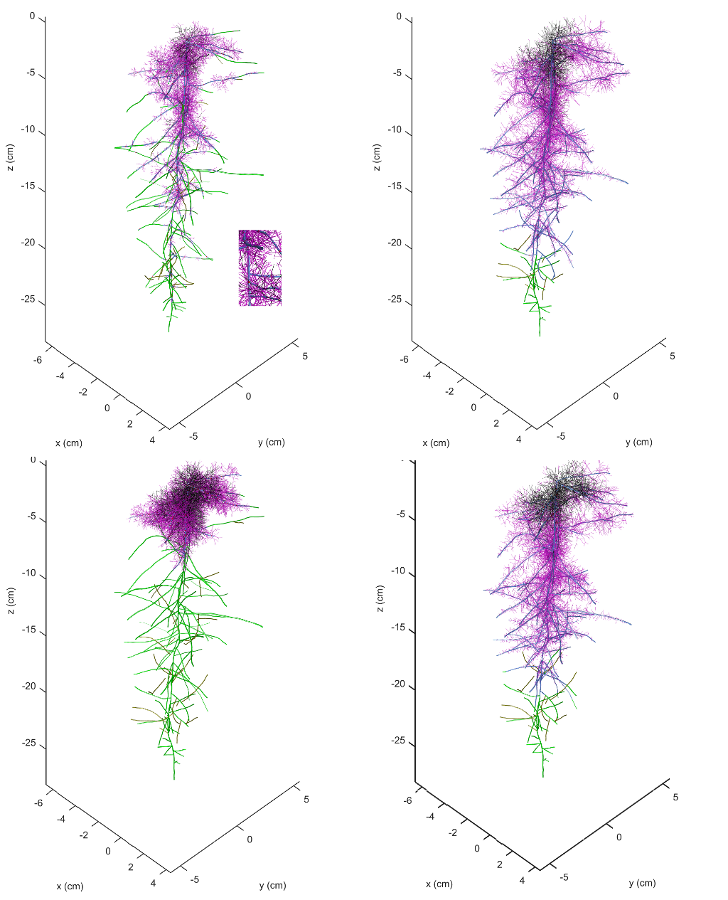 Mycorrhizal colonisation